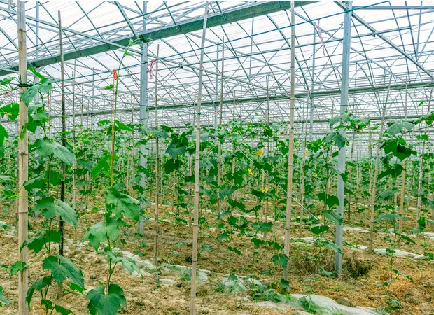 恒溫大棚空氣能供暖 助推綠色農(nóng)業(yè)發(fā)展！